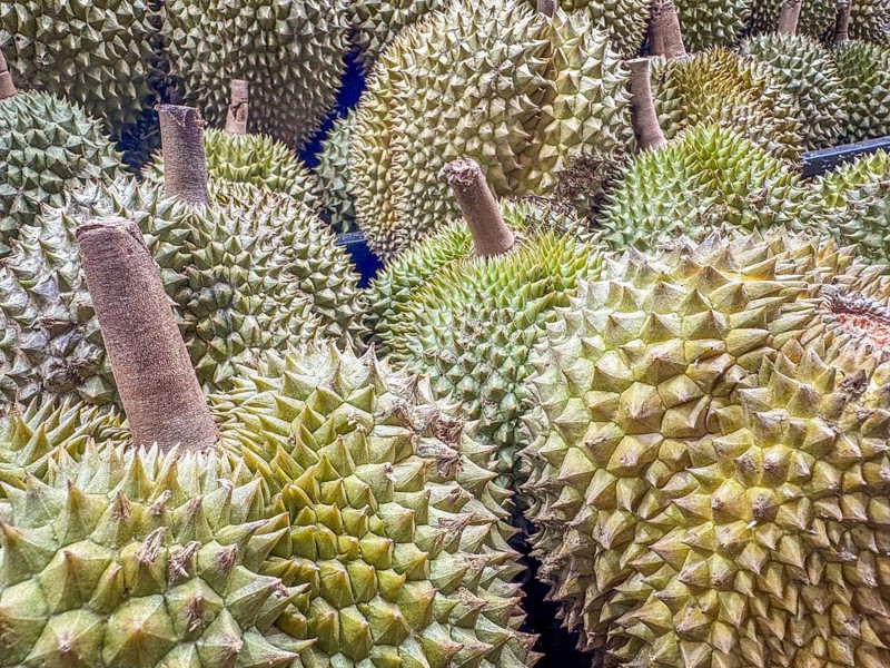 Jack-fruit (Artocarpus heterophyllus) displayed on a stand on a fruit market for sale. Background pattern, texture. China Town, Singapore, Asia