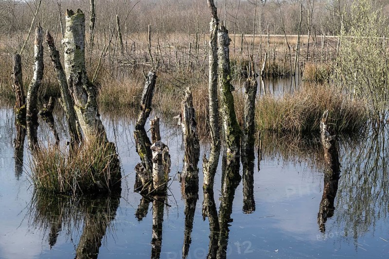 Dead birch trees (Betula pendula) in a moor, rewetting area, Emsland, Lower Saxony, Germany, Europe