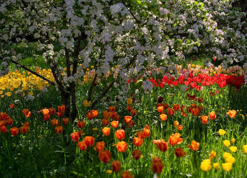 Ornamental cherry, Japanese flowering cherry (Prunus serrulata), red and yellow tulips (Tulipa) blooming in spring, district of Constance, Baden-Württemberg, Germany, Europe