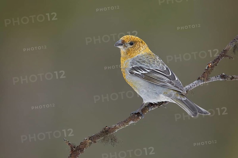 Pine Grosbeak (Pinicola enucleator) female perched on a branch, Lapland, Finland, Europe