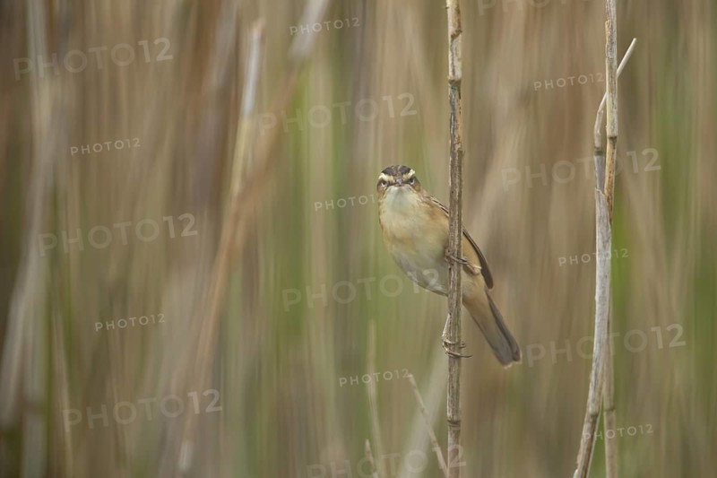 Sedge warbler (Acrocephalus schoenobaenus) adult bird in a reedbed, England, United Kingdom, Europe