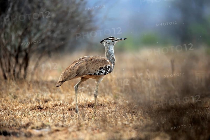 Giant bustard, Kori bustard (Ardeotis kori), adult, foraging, alert, Kruger National Park, Kruger National Park, Kruger National Park South Africa
