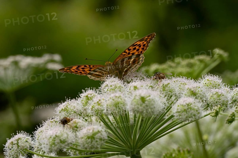 Silver-washed fritillary (Argynnis paphia), Carinthia