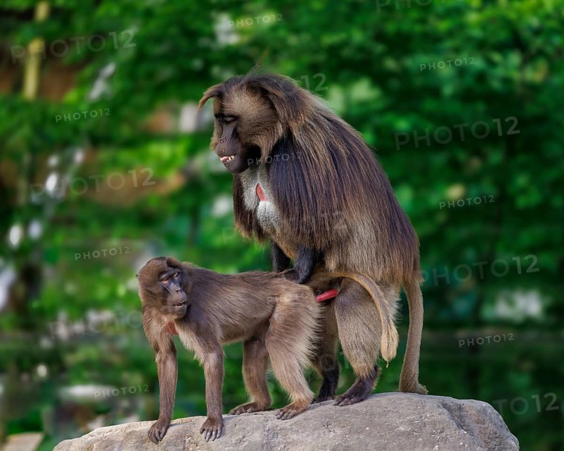 Gelada baboons (Theropithecus gelada), Germany, Europe