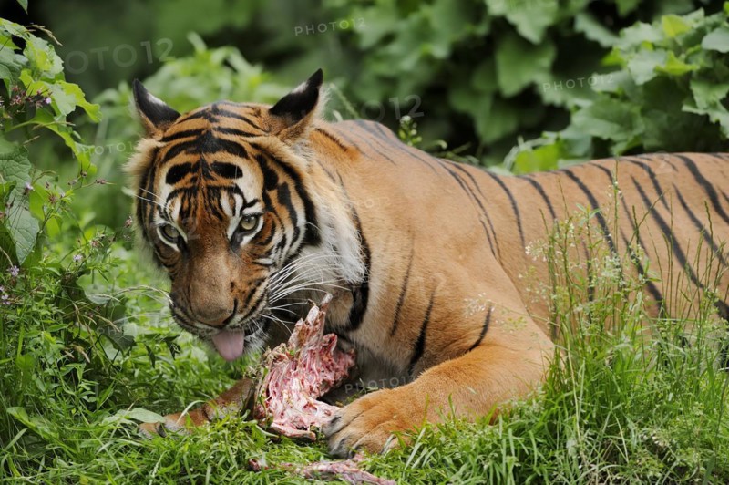 Sumatran tiger (Panthera tigris sumatrae), feeding, captive, occurring on Sumatra, Indonesia, Asia