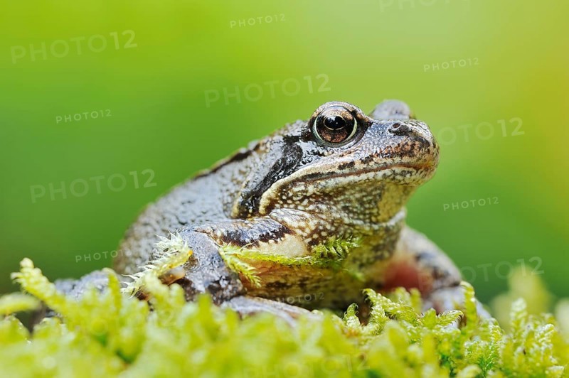 Common frog (Rana temporaria), North Rhine-Westphalia, Germany, Europe