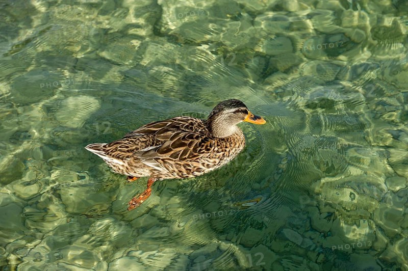 Mallard (Anas platyrhynchos) swimming in crystal clear transparent water on the shore of Lake Starnberg, Starnberg, Upper Bavaria, Bavaria, Germany, Europe