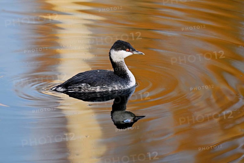 Slavonian grebe (Podiceps auritus), adult, in a white plumage, winter plumage, swimming in Lake Zug, Switzerland, Europe