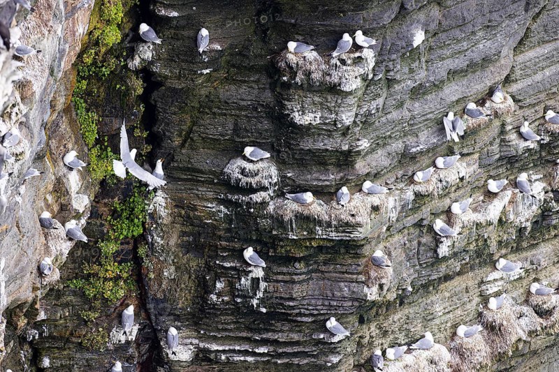 Black-legged kittiwake (Rissa tridactyla), nesting birds on rocky outcrop, Orkney Islands, Scotland, Great Britain