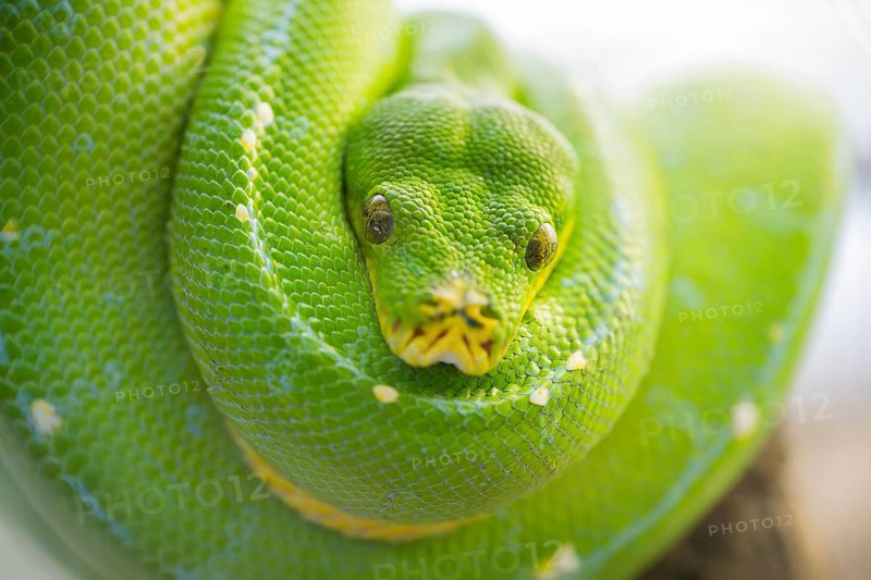 Green tree python (Morelia viridis), portrait, captive, Germany, Europe