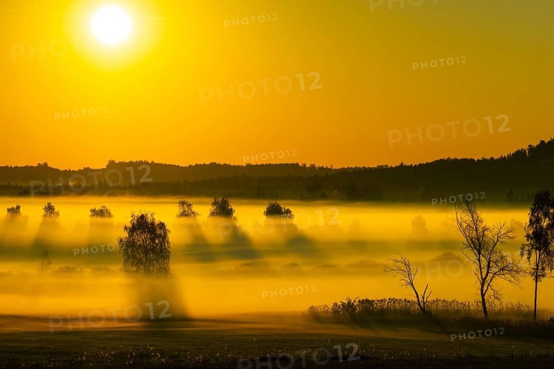 Early morning fog over the moor, birch (Betula), birch family (Betulaceae), sunrise fog, Pfrungen, Pfrunger-Burgweiler Ried, Baden-Wuerttemberg, Germany, Europe