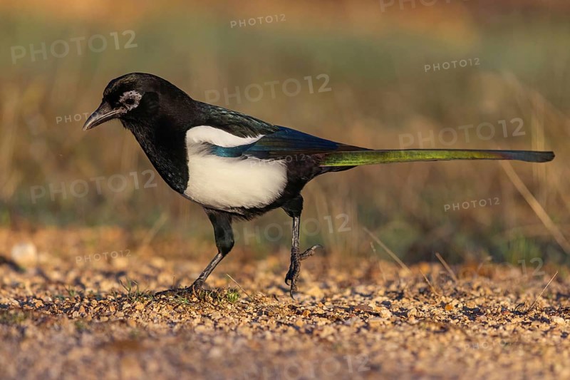 European magpie (Pica pica), Hides De Calera / Lynx Hide, Calera Y Chozas, Castilla La Mancha / Toledo, Spain, Europe