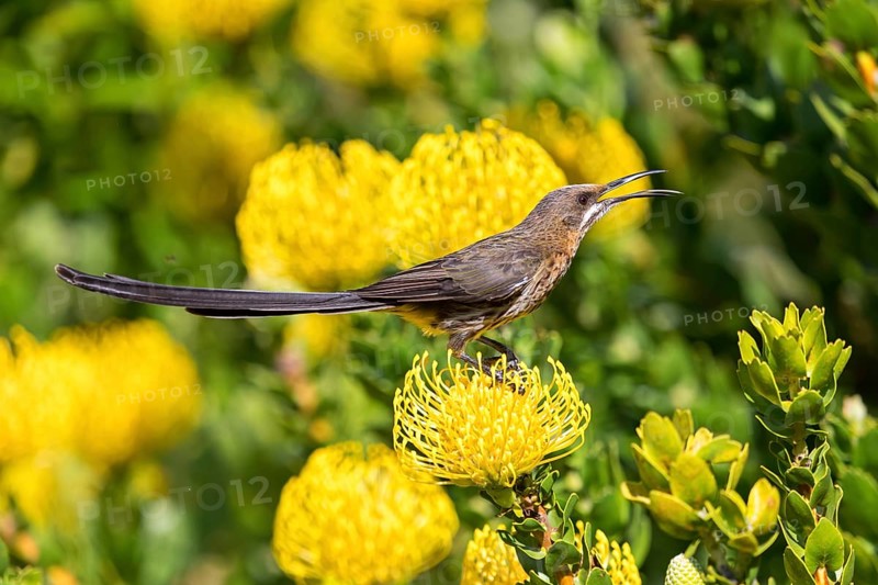 Cape sugarbird (Promerops cafer), Harold Porter National Botanical Gardens, Betty's Bay, Western Cape, South Africa, Africa