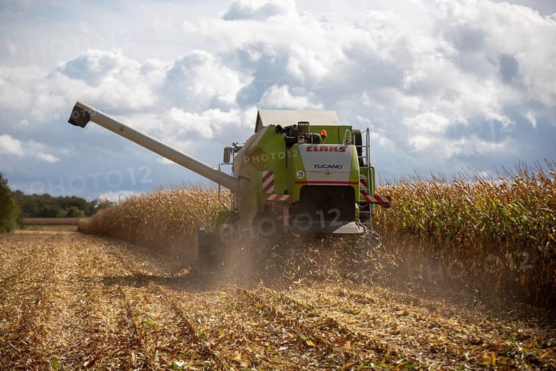 Maize harvest in the Vorderpfalz