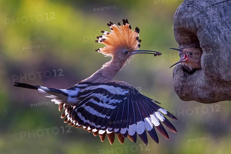 Eurasian Hoopoe (Upupa epops) feeding chick in breeding cavity, Saxony-Anhalt, Germany, Europe