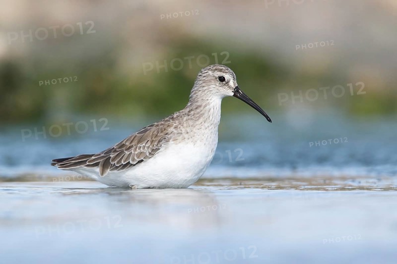 Curlew Sandpiper (Calidris ferruginea) foraging, Victoria, Australia, Oceania