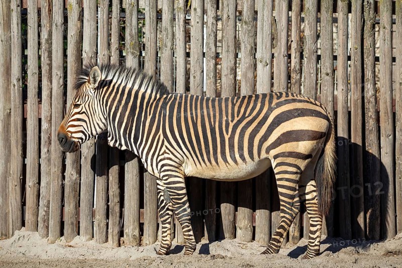Close-up of a zebra at the zoo in Landau, Palatinate