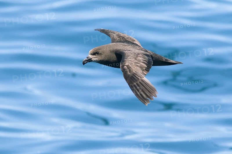 Grey-faced Petrel (Pterodroma gouldi) flying, Victoria, Australia, Oceania