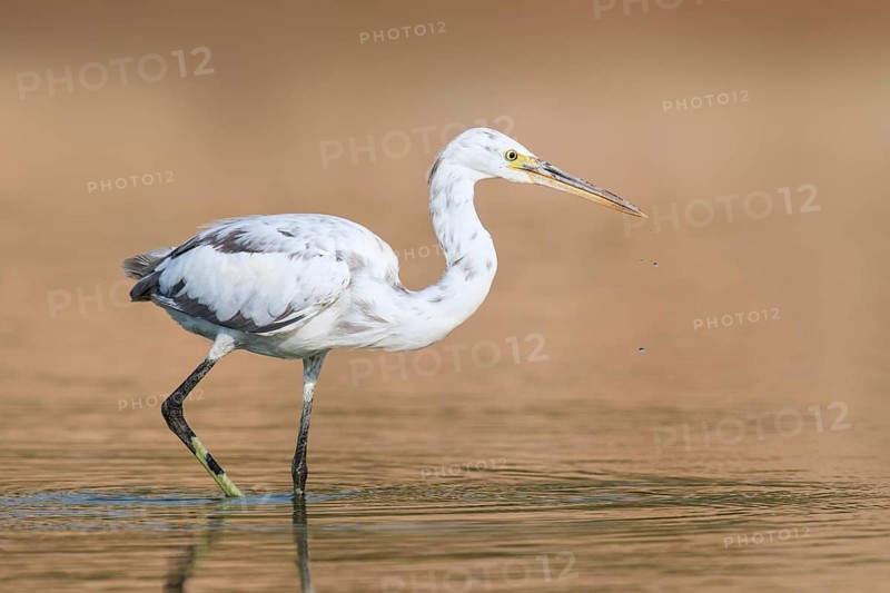 Western Reef Heron (Egretta gularis), Eilat, Israel, Asia