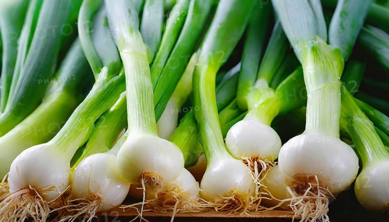 Vegetable, spring onion or spring onion, also known as winter onion, Allium fistulosum