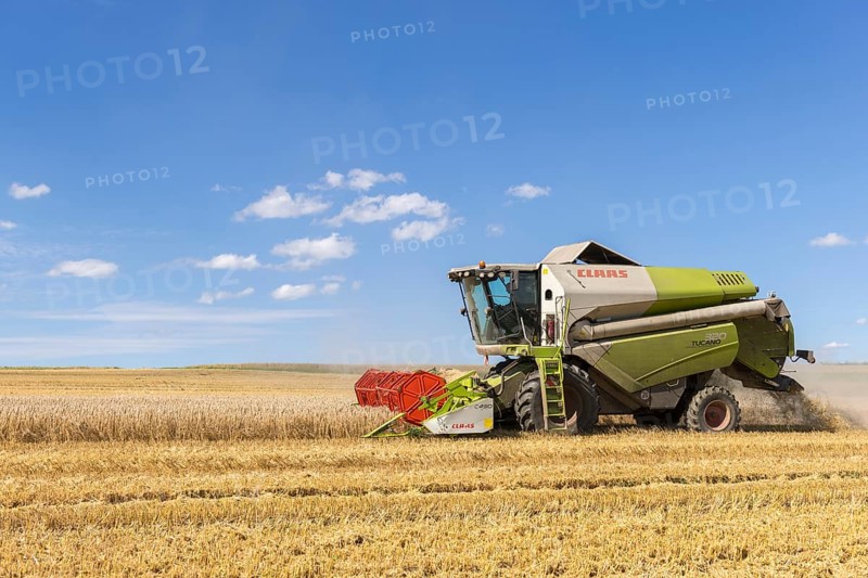 Combine harvester harvesting grain, harvesting wheat, Baden-Württemberg, Germany, Europe