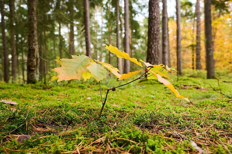 Norway maple (Acer platanoides) tree colored, young, in a forest in autumn, Bavaria, Germany, Europe