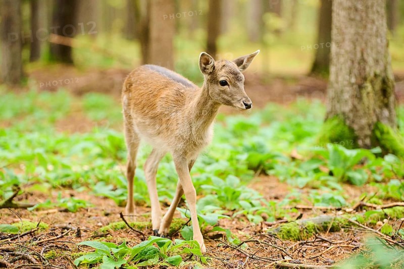 European fallow deer (Dama dama) hind walking in a forest, Bavaria, Germany, Europe