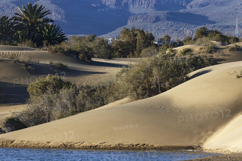Nature reserve Dunes of Maspalomas, small lagoon La Charca de Maspalomas and sand dunes in the evening light, Province of Las Palmas, Gran Canaria, Canary Islands, Spain, Europe
