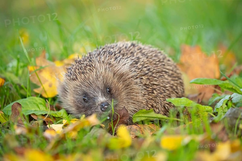 European hedgehog (Erinaceus europaeus) adult animal on an urban garden grass lawn with fallen autumnal leaves in the autumn, England, United Kingdom, Europe