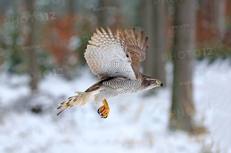 Goshawk (Accipiter gentilis), adult in winter, flying in the snow, Zdarske Vrchy, Bohemian-Moravian Highlands, Czech Republic, Europe