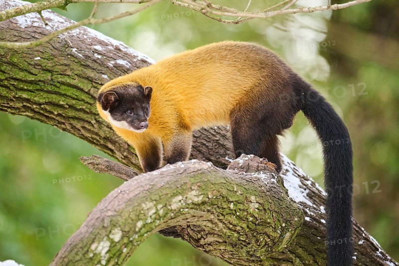 Yellow-throated marten (Martes flavigula) on a tree in winter, Germany, Europe
