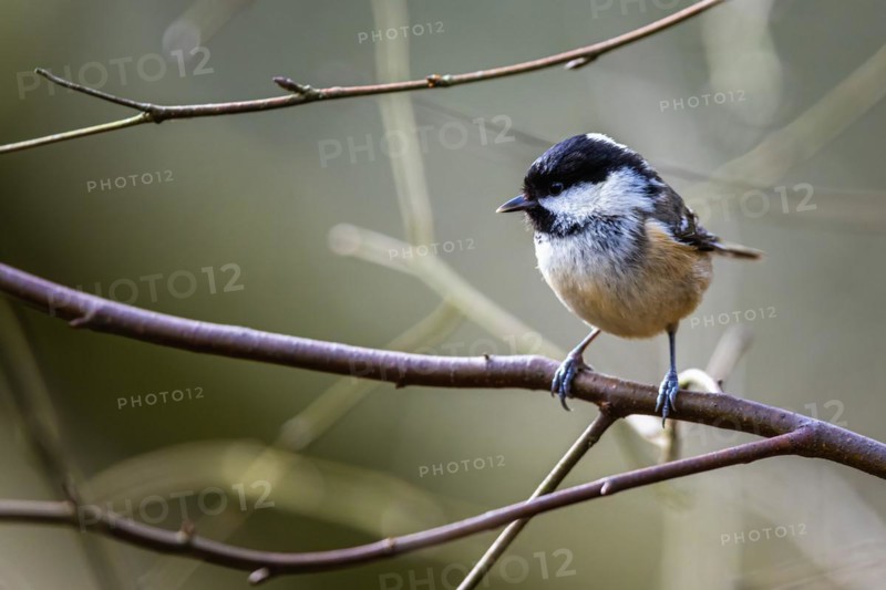 Coal Tit, Periparus ater, bird in forest
