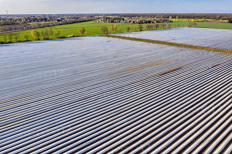 Asparagus fields near village Bröckel, rows covered with plastic foil, Lower Saxony, Germany, Europe