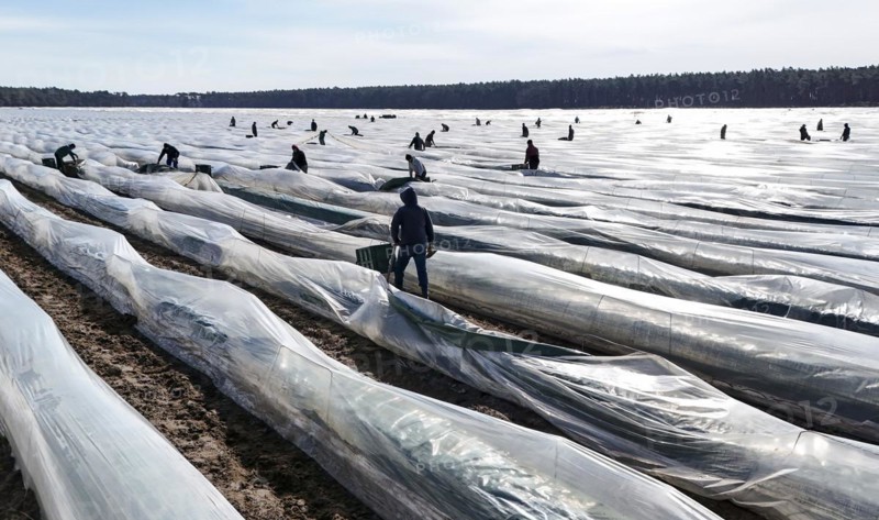 The first asparagus is harvested from a foil-covered asparagus field, Beelitz, 26/03/2024