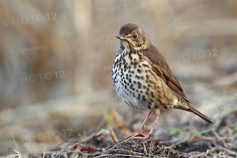 Song Thrush (Turdus philomelos), Saxony-Anhalt, Germany, Europe