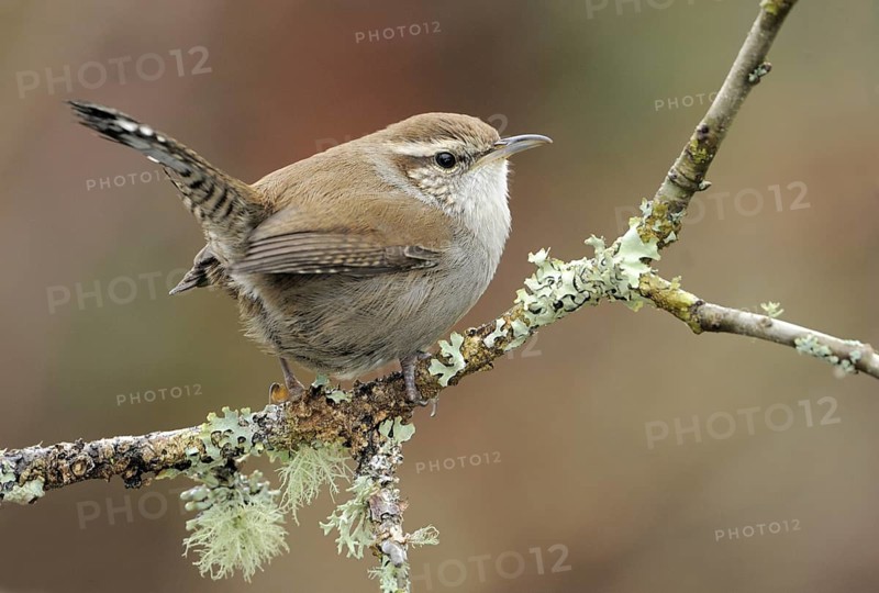 Bewick's Wren (Thryomanes bewickii), Canada, North America