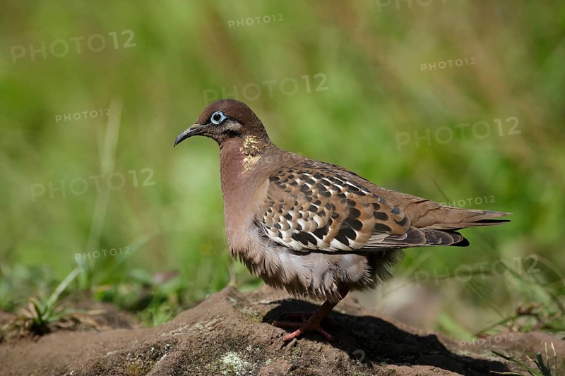 Galapagos Dove (Zenaida galapagoensis), Galapagos, Ecuador, South America