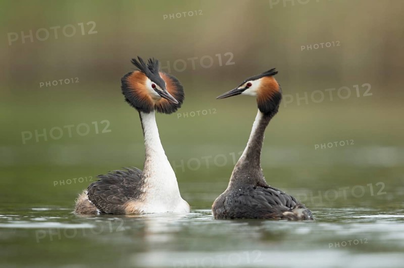 Great Crested Grebe (Podiceps cristatus) pair displaying, North Rhine-Westphalia, Germany, Europe