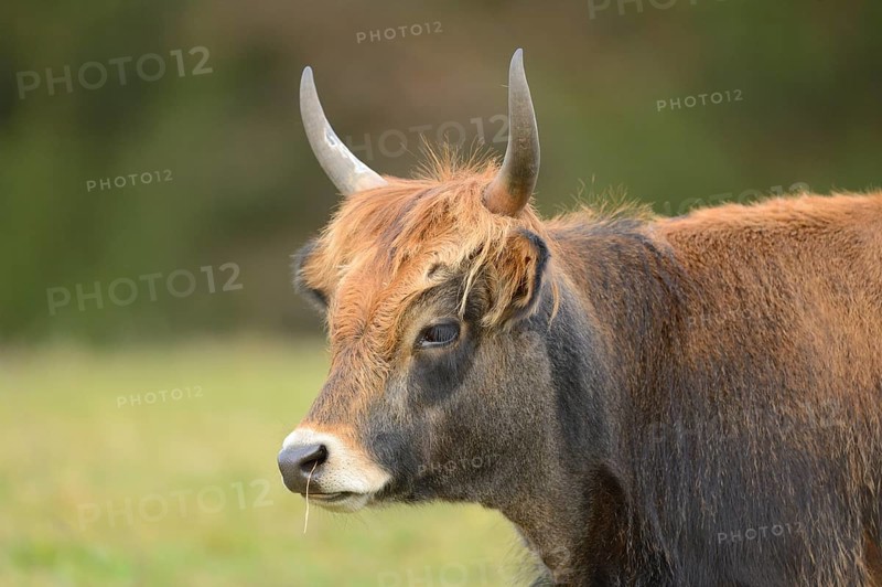 Close-up of a aurochs or ure (Bos primigenius) in autumn in the bavarian forest
