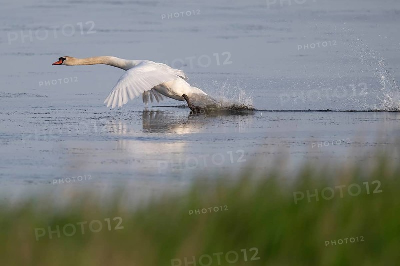 Mute swan (Cygnus olor) taking off, Bagges Dæmning, Ringkøbing Fjord, Denmark, Europe