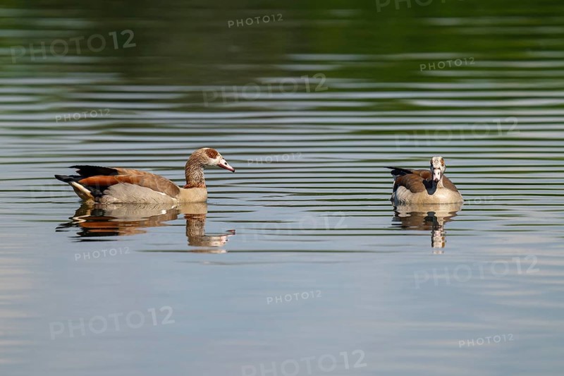 Egyptian goose (Alopochen aegyptiaca), a pair of Egyptian geese swimming on a pond, Thuringia, Germany, Europe