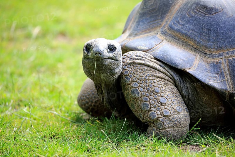 Aldabra giant tortoise, giant tortoise (Aldabrachelys gigantea), adult, feeding, portrait, Seychelles, Africa
