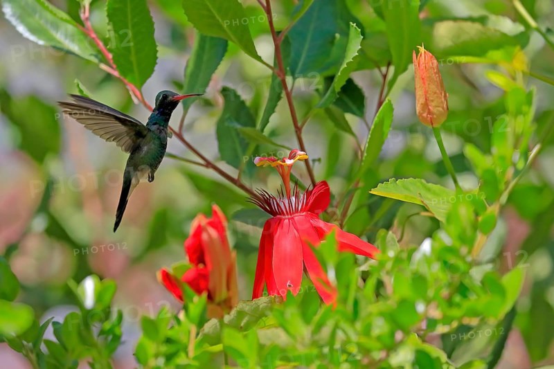Broad-billed hummingbird (Cynanthus latirostris), adult, male, flying, on flower, foraging, Sonoran Desert, Arizona, North America, USA, North America