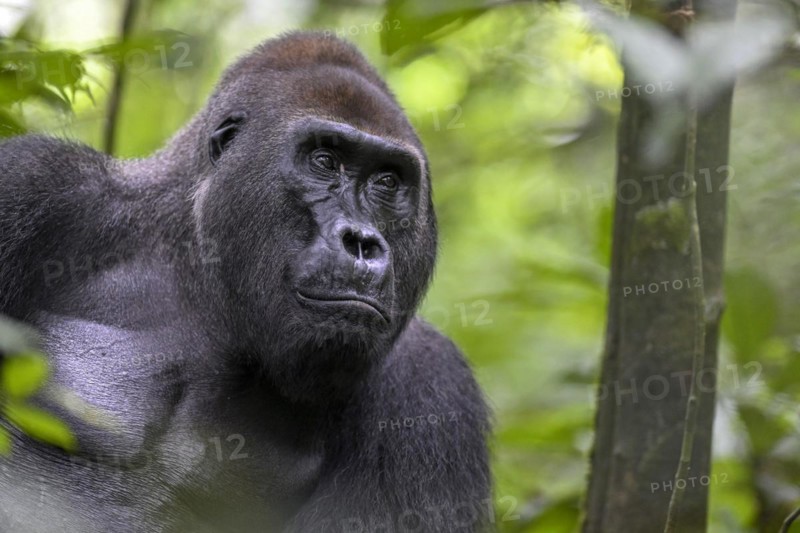 Western lowland gorilla (Gorilla gorilla gorilla), male, silverback, Baï-Hokou, Dzanga-Ndoki National Park, Unesco World Heritage Site, Dzanga-Sangha Complex of Protected Areas (DSPAC), Sangha-Mbaéré Prefecture, Central African Republic, Africa