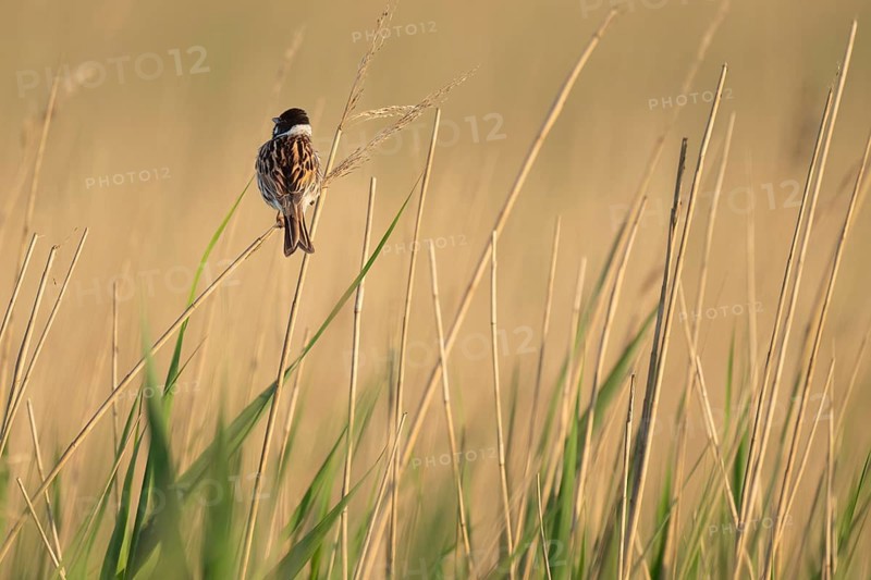 Reed bunting (Emberiza schoeniclus), male sitting on a reed, animal portrait, Bagges Dæmning, Ringkøbing Fjord, Denmark, Europe
