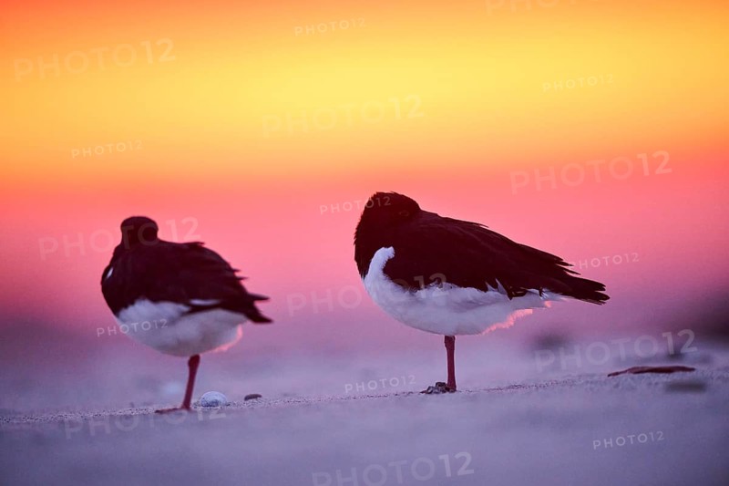 Eurasian oystercatcher (Haematopus ostralegus) on the beach at sunset, Düne, Helgoland, Schleswig-Holstein, Germany, Europe