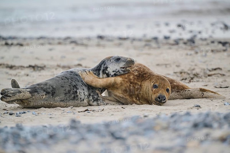 Grey seal (Halichoerus grypus) playing with each other on the beach, Düne, Helgoland, Schleswig-Holstein, Germany, Europe