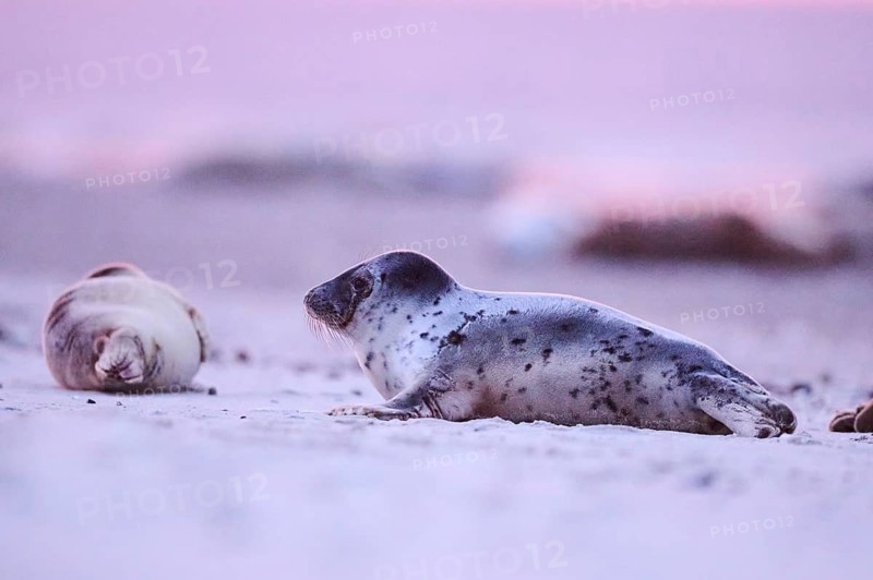 Grey seal (Halichoerus grypus) lying on the beach at sunset, Düne, Helgoland, Schleswig-Holstein, Germany, Europe