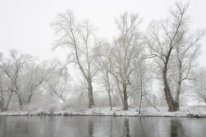 Winter landscape by a river, willows (Salix) on the bank in heavy snowfall, North Rhine-Westphalia, Germany, Europe