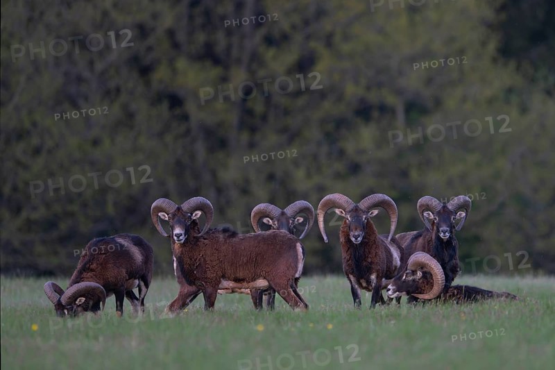 European mouflon (Ovis gmelini musimon, Syn.: Ovis orientalis musimon, Ovis aries musimon), Gerolstein, Eifel, Rhineland-Palatinate, Germany, Europe